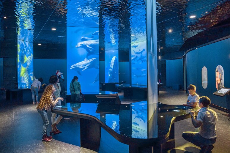 Top 5 des Meilleurs Aquarium de France !